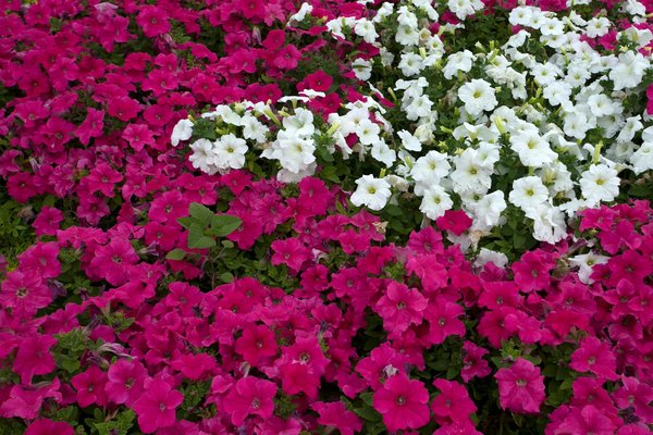 Créez une ambiance sur mesure avec le plafonnier : conseils design et installation